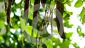 Close up of Robinia pseudoacacia Tree pods photo