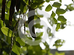 Close up of Robinia pseudoacacia Tree pods photo