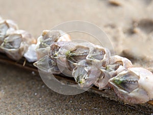 Close up rock barnacle