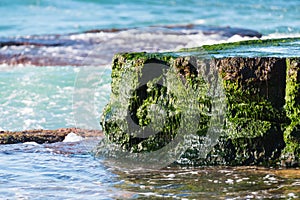 Close up of a rock covered in emerald coloured seaweed at low tide