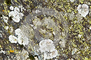 Close-up of rock covered with moss and lichens