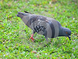 Close up of Rock Dove or Domestic Pigeon - Columba Livia - feeding among Green Grass