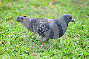 Close up of Rock Dove or Domestic Pigeon - Columba Livia - standing on Green Grass