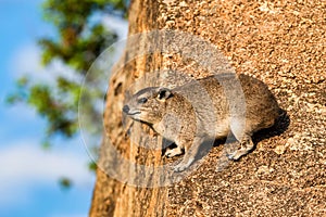 Close-up of rock hyrax or Procavia capensis