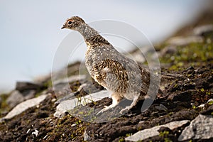 Close-up of a Rock Ptarmigan (hyperborea) ( Lagopus muta hyperborea) bird on the rocks photo