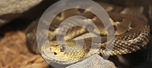 A Close Up of a Rock Rattlesnake, Crotalus lepidus photo