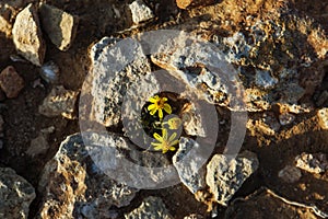 A close up of a rock with small pretty yellow flowers between rough stones