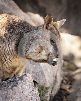 a close up of a rock wallaby standing on a rock