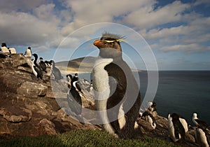 Close up of a Rockhopper penguin in the rookery photo