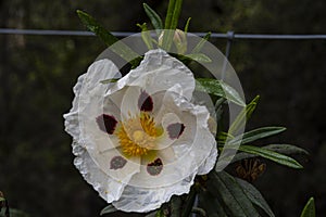 Close-up of rockrose gum flower and the environment. spain