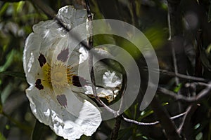 Close-up of rockrose gum flower and the environment. spain