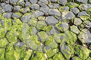 Close-up of rocks with green algae at the Dutch coast