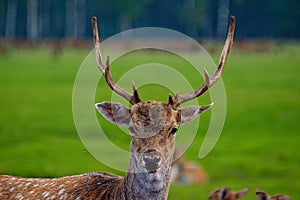 Close-up of a roe deer head in farm. Jelgava, Latvia photo