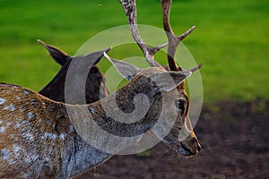 Close-up of a roe deer head in summer on a farm in Jelgava, Latvia photo