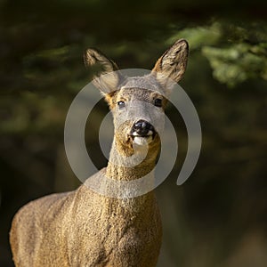 Close up of a Roe Deer in the woods