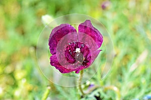Roemeria hybrida flower in wild photo