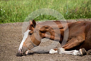 Close up of rolling horse on the ground