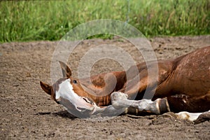 Close up of rolling horse on the ground