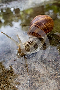 Close-up of a Roman snail, Helix pomatia, Burgundy snail, edible snail or escargot