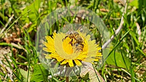 Romanian Bee closeup photo