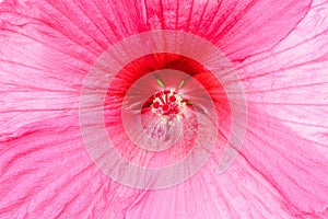 Close up of a romantic hibiscus pink flower