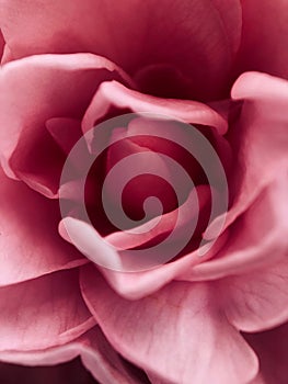 Close up Romantic Pink Flowers / nature soft Background