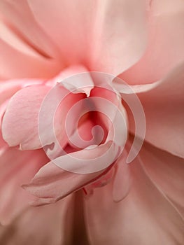Close up Romantic Pink Flowers / nature soft Background