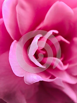 Close up Romantic Pink Flowers / nature soft Background