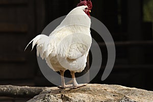 Close up of a rooster