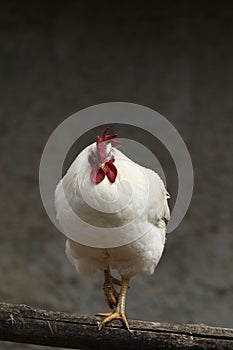 Close up of a rooster