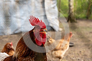 Close up of rooster with beak open behind metal fence in chicken enclosure