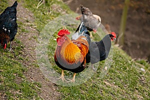 Close up of rooster with bright red comb and hens, mottled yellow and black beak, orange shiny brown feathers, blue-black tail