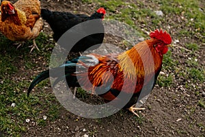 Close up of rooster with bright red comb, mottled yellow and black beak, orange eye, shiny brown feathers, blue-black tail plume