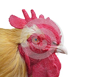 Close-up of a rooster head