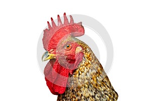 Close-up of rooster head isolated on pure white background. photo