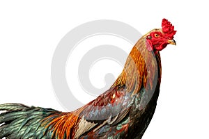 Close up of a rooster with red combs and ears with a combination of orange, black, yellow, and brown colored feathers