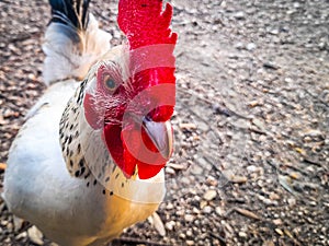 close-up of a rooster with white feathers looking at the camera