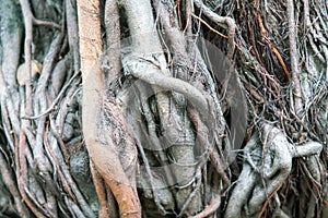Close up root plant tree