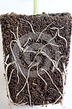 Close-up of root system in Fuchsia plug plant