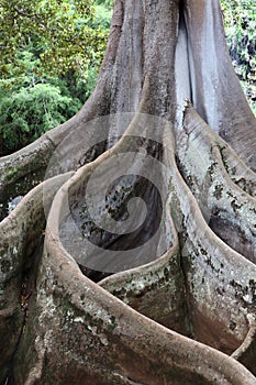 Close up of the roots and bottom of the tree trunk of a large sprawling Moreton Bay Fig Trees in the Allerton Gardens photo