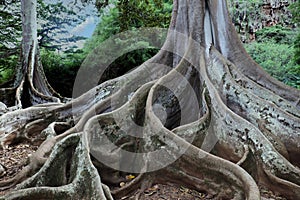 Close up of the roots and bottom of the tree trunk of a large sprawling Moreton Bay Fig Trees in a tropical rainforest