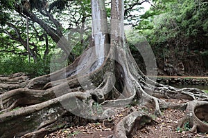 Close up of the roots and bottom of the tree trunk of a large sprawling Moreton Bay Fig Trees in a tropical rainforest