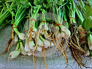 Close-up Roots of Bunch of Fresh Corianders for Sale photo