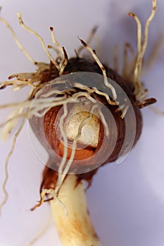 Close up from the roots of a crocus