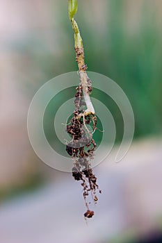 De cerca raíces de pepino planta 