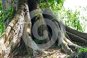 Close-up of the roots of a huge banyan tree