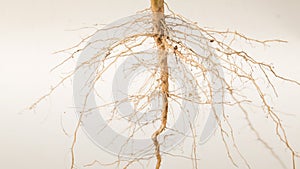 Close up of roots tree
