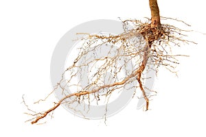 Close up of roots tree