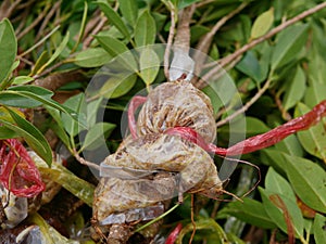 Close up of the roots of a young air layered Ficus annulata branches ready to be planted into the ground