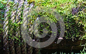 Close up of Rope and moss on a wood pillar of pathways at the An